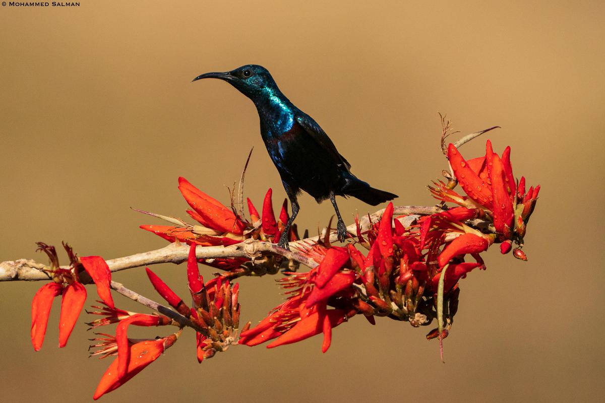 Image of Plant, Flower, Bird, Beak, Feather, Twig etc.