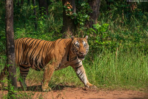 Image of Natural landscape, Tiger, Bengal tiger, Siberian tiger, Felidae, Plant etc.