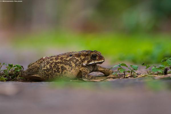 Image of Reptile, Plant, Frog, Toad, True frog, True toad etc.