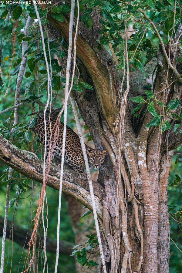 Image of Tree, Vegetation, Plant, Wood, Woody plant, Botany etc.