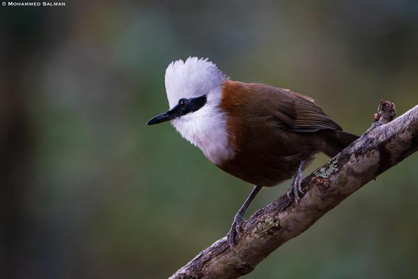 Image of Branch, Bird, Beak, Feather, Twig etc.