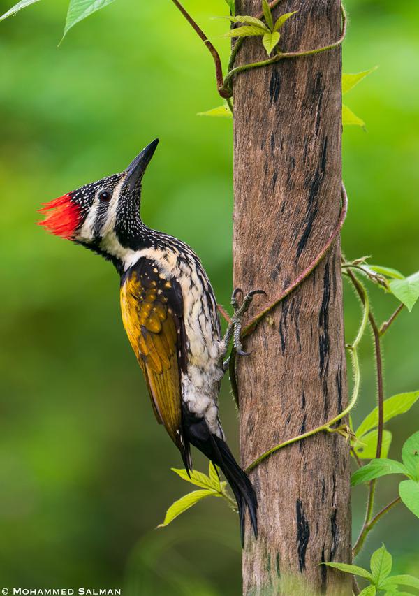 Image of Vertebrate, Bird, Beak, Woodpecker, Leuconotopicus etc.