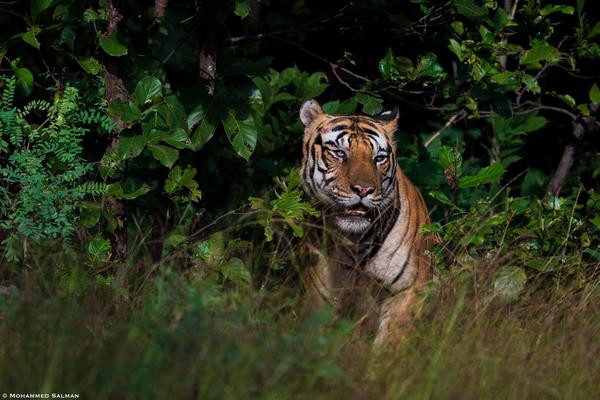 Image of Tiger, Bengal tiger, Siberian tiger, Felidae, Plant, Grass etc.