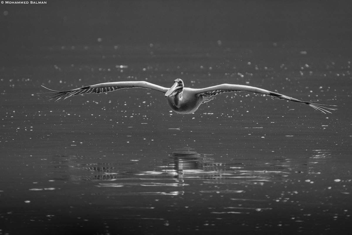 Image of Black-and-white, Black, Water, Wildlife, Bird, Seabird etc.