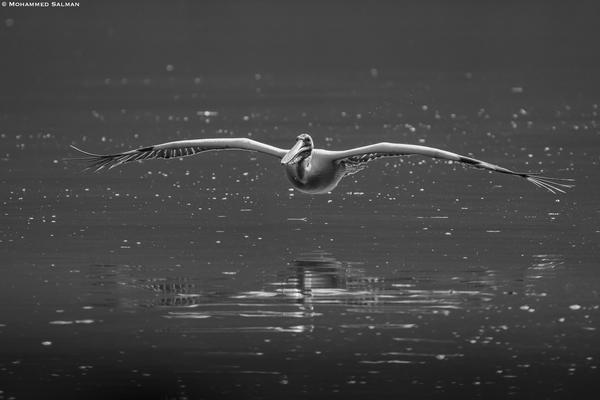 Image of Black-and-white, Black, Water, Wildlife, Bird, Seabird etc.