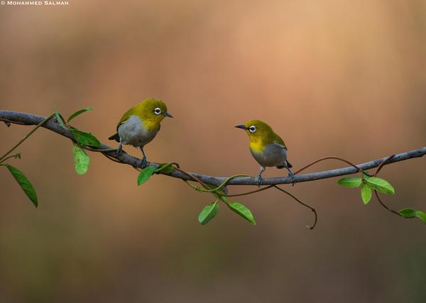 Image of Branch, Plant, Bird, Beak, Feather, Twig etc.