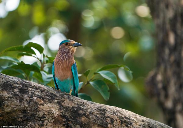 Image of Plant, Bird, Beak, Wood, Feather, Twig etc.