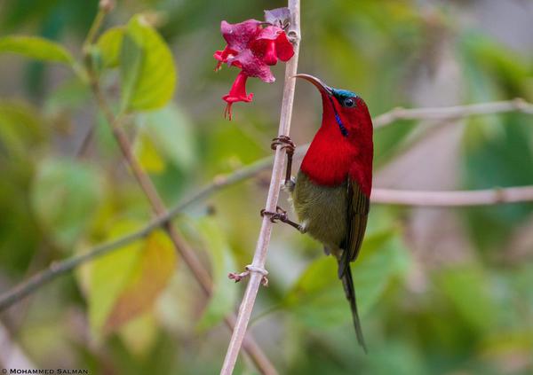 Image of Branch, Plant, Flower, Bird, Beak, Twig etc.