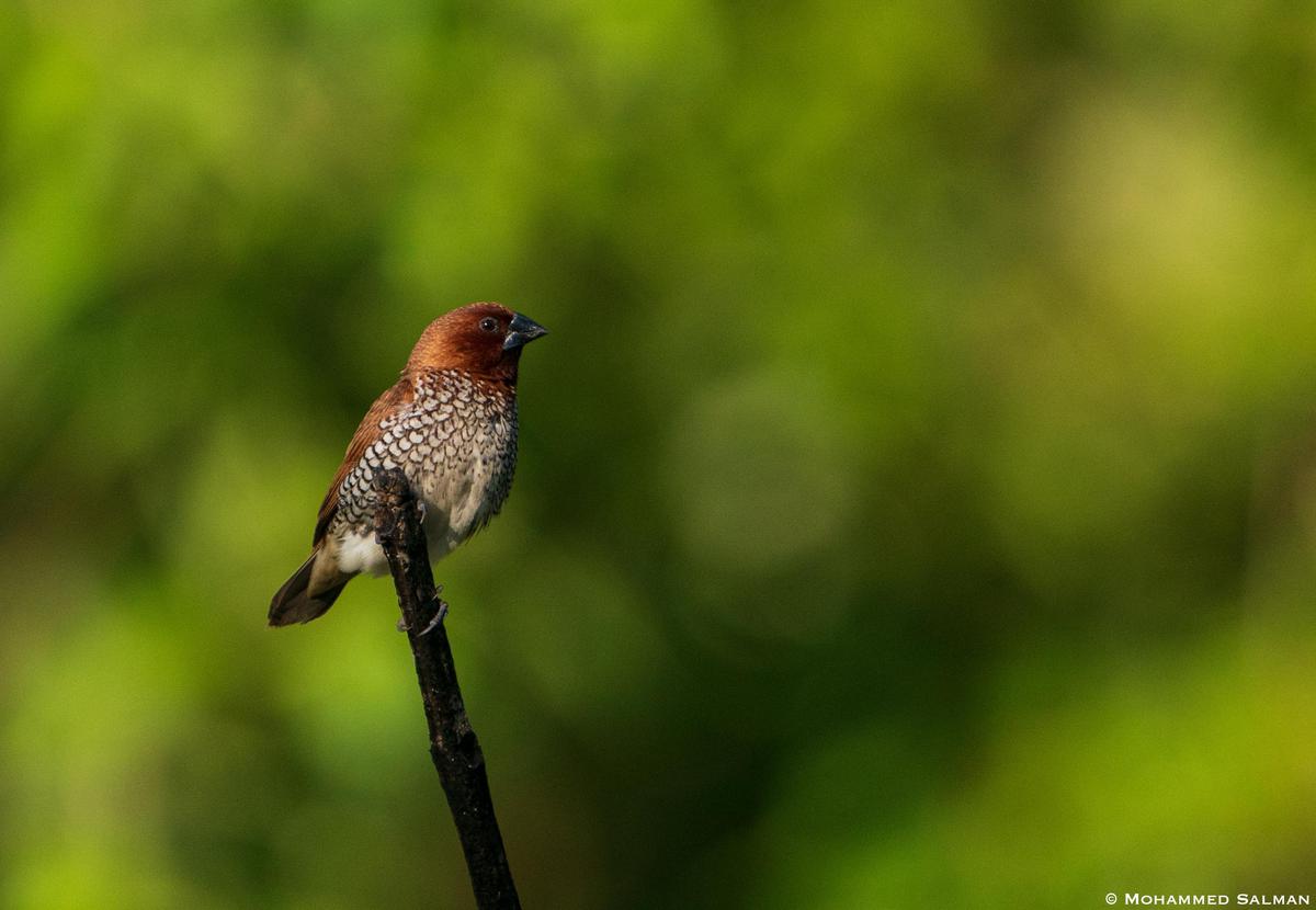 Image of Green, Adaptation, Wildlife, Terrestrial animal, Bird, Beak etc.