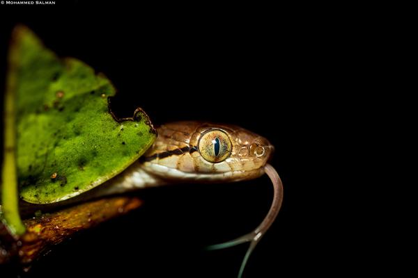 Image of Reptile, Water, Terrestrial animal, Terrestrial plant, Liquid, Scaled reptile etc.