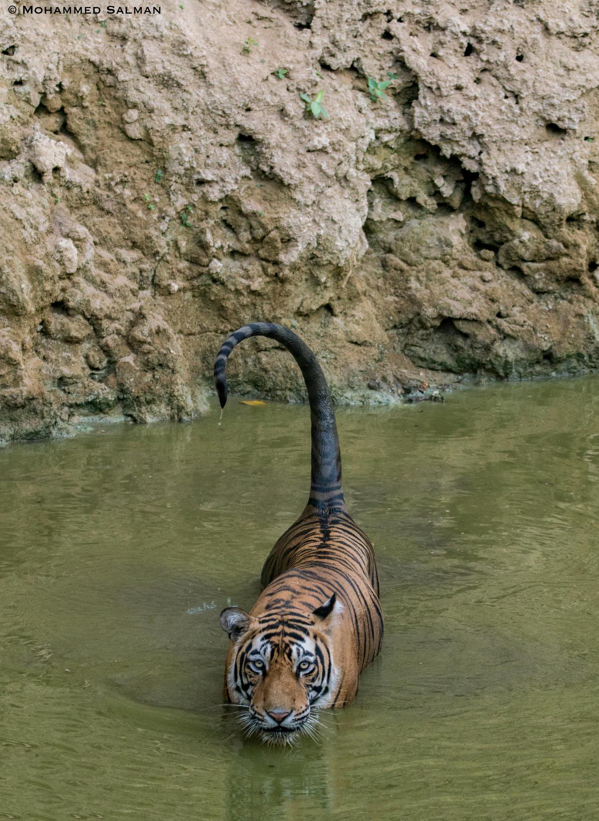 Image of Water, Body of water, Fawn, Carnivore etc.