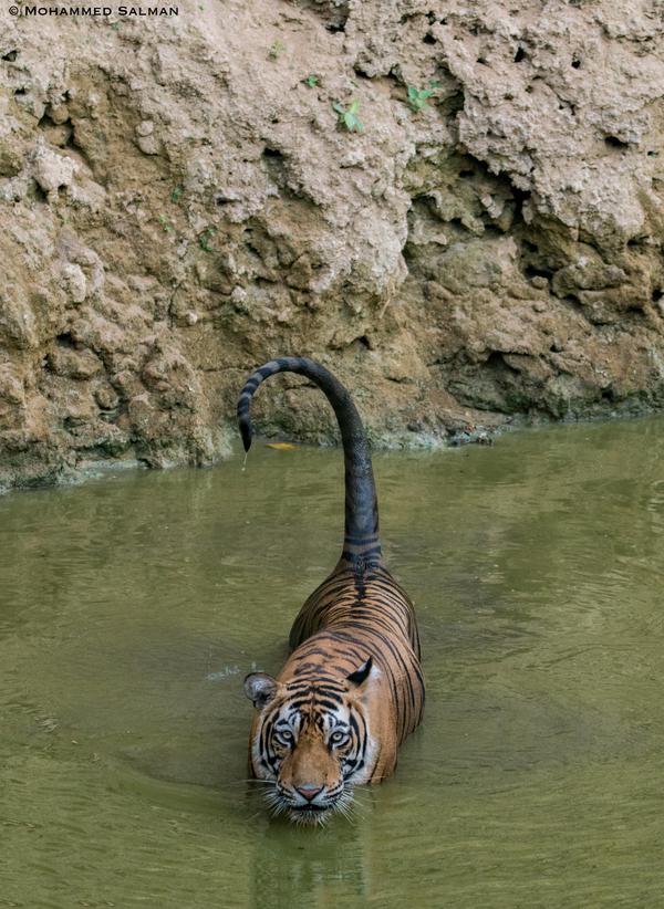 Image of Water, Body of water, Fawn, Carnivore etc.