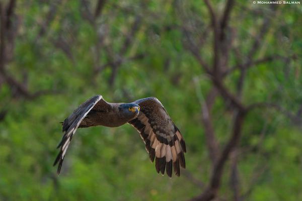 Image of Bird, Beak, Accipitridae, Falconiformes, Falcon etc.