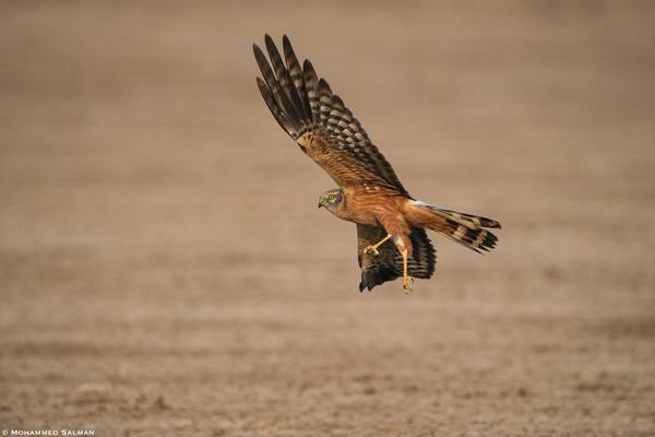 Image of Bird, Beak, Eagle, Harrier, Accipitridae, Falcon etc.