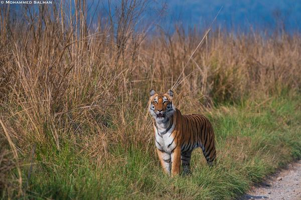 Image of Natural landscape, Tiger, Bengal tiger, Siberian tiger, Felidae, Plant etc.