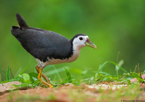 Image of Vertebrate, Bird, Beak, Rallidae etc.