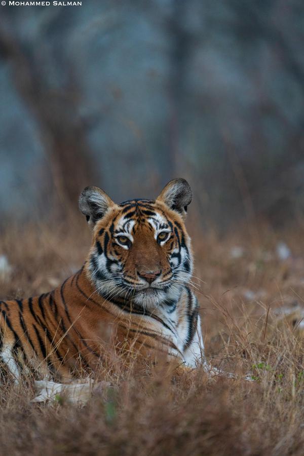 Image of Tiger, Bengal tiger, Siberian tiger, Felidae, Big cats, Fawn etc.