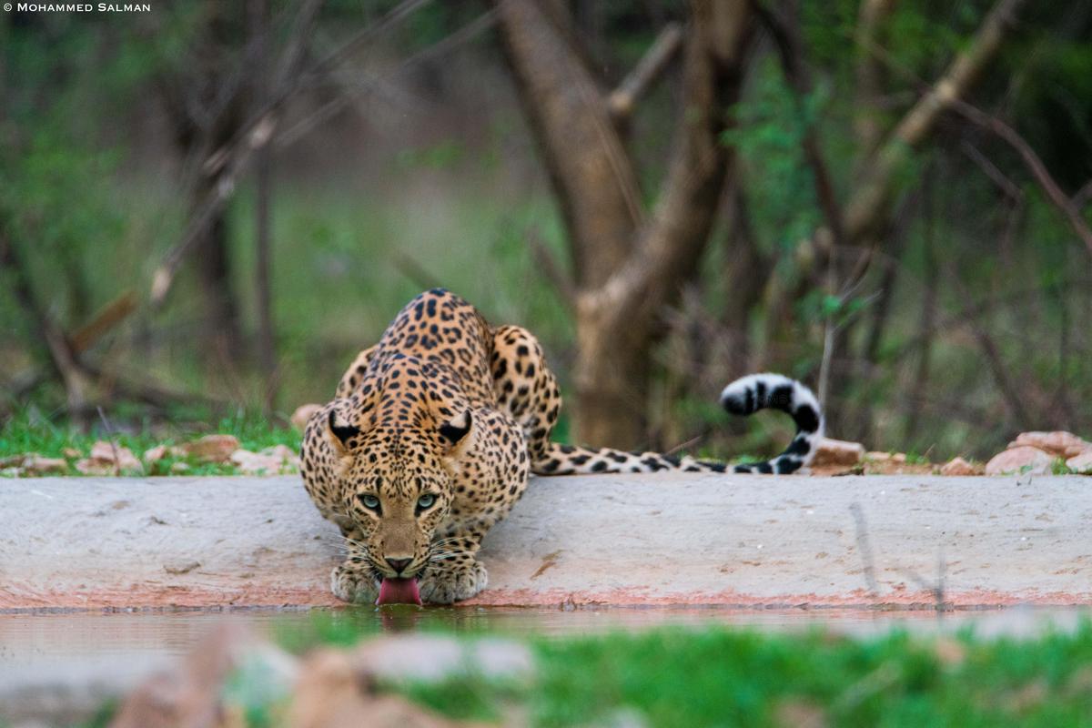 Image of Tree, Felidae, Plant, Eye, Big cats, Carnivore etc.