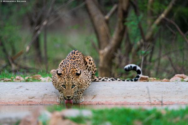 Image of Tree, Felidae, Plant, Eye, Big cats, Carnivore etc.