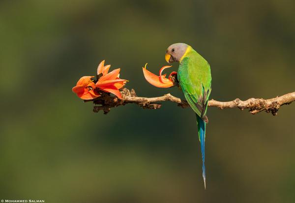 Image of Branch, Organism, Plant, Bird, Beak, Twig etc.