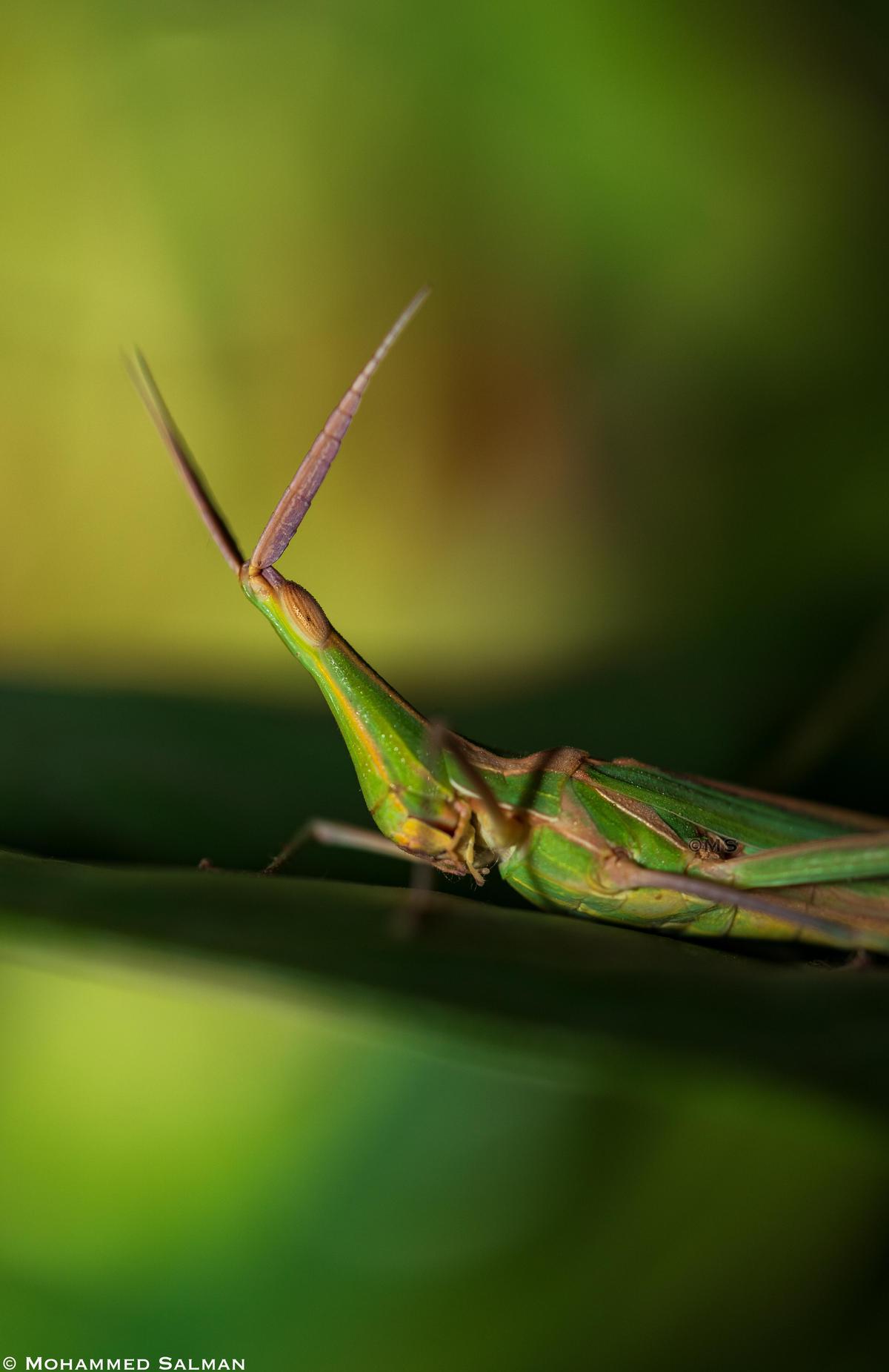 Image of Green, Water, Close-up, Macro photography, Leaf, Insect etc.