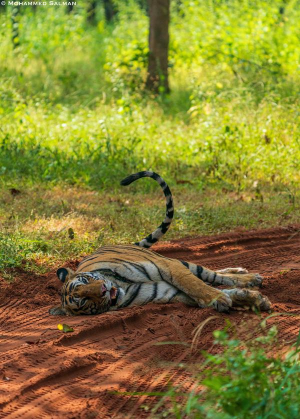 Image of Tree, Terrestrial animal, Felidae, Plant, Grass, Wood etc.