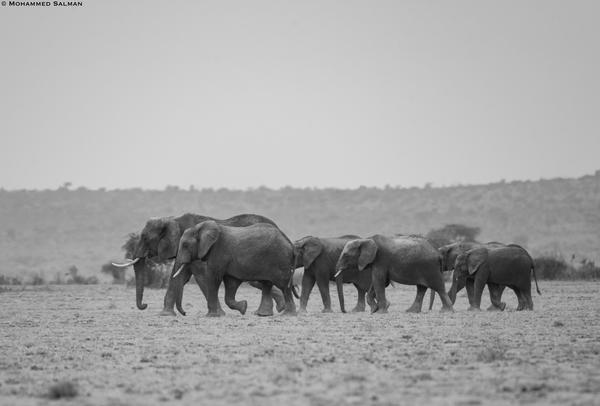 Image of Sky, Black-and-white, Vertebrate, Mammal, Plant, Grass etc.