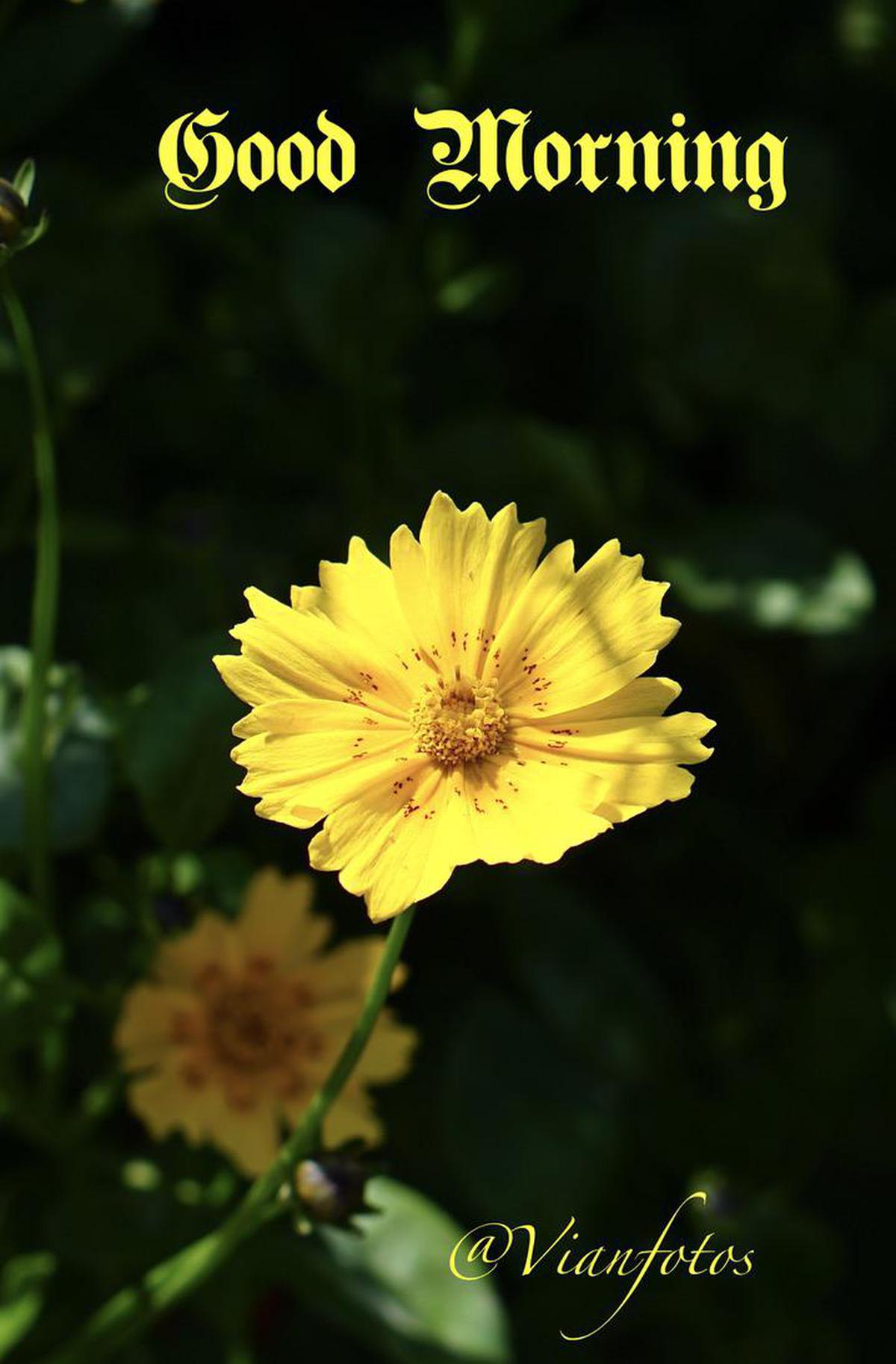 Image of Yellow, Plant, Flower, Flowering plant, Petal etc.
