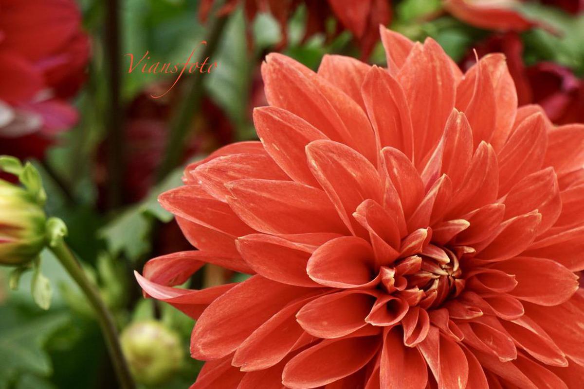 Image of Pink, Red, Plant, Flower, Botany, Flowering plant etc.