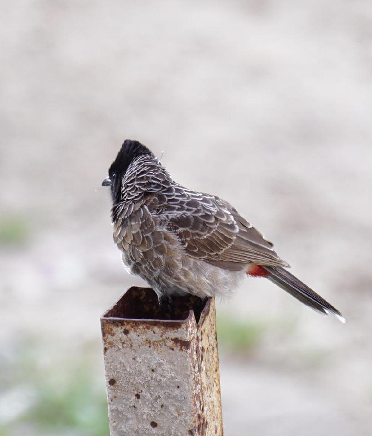 Image of Vertebrate, Bird, Beak etc.