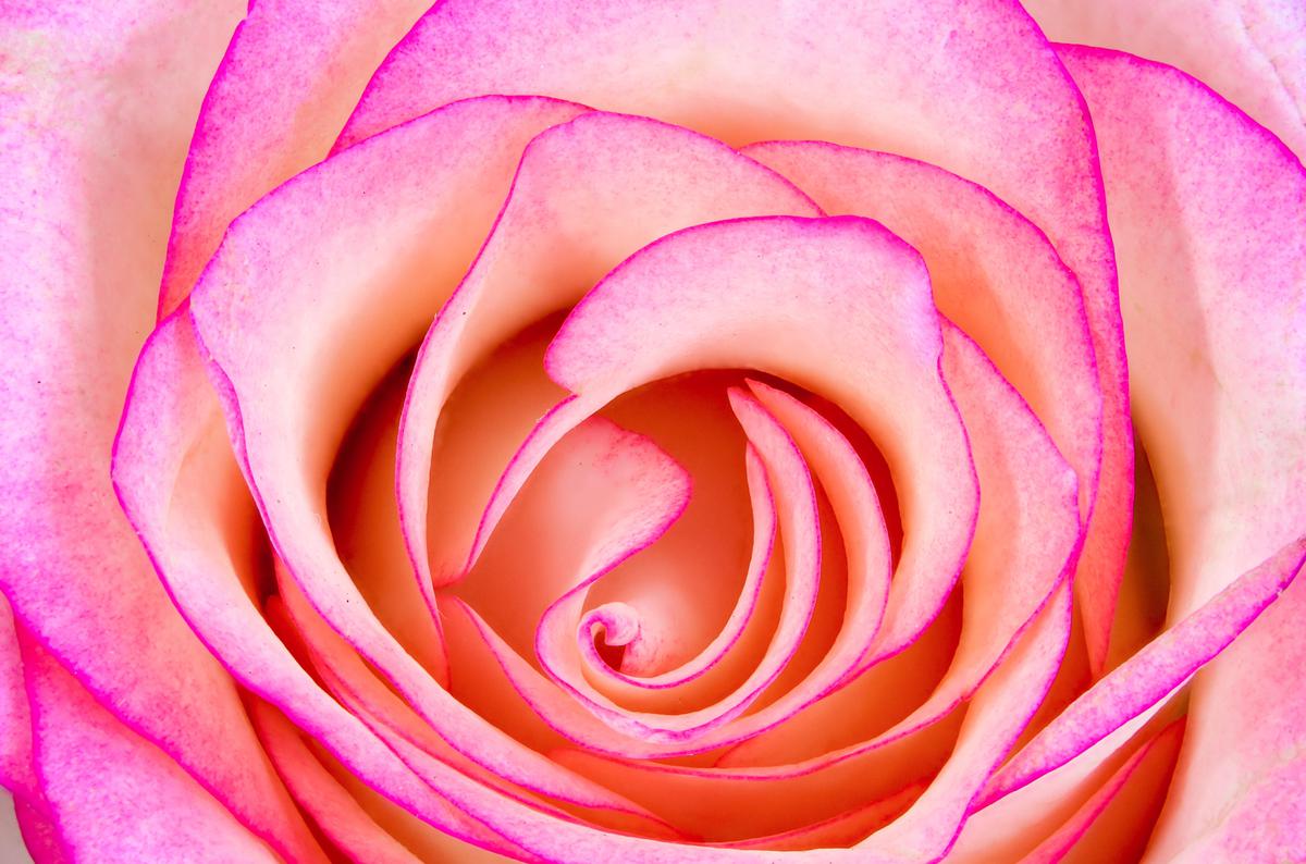 Image of Pink, Close-up, Plant, Flower, Petal, Rose family etc.