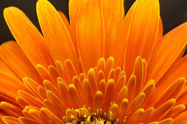 Image of Orange, Yellow, Close-up, Plant, Flower, Petal etc.