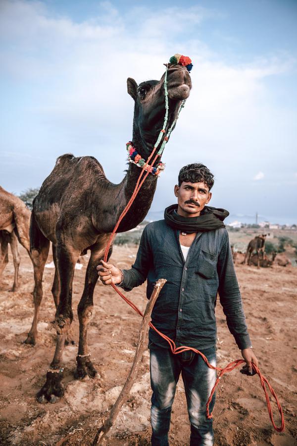 Image of Mode of transport, Camel, Camelid, Arabian camel etc.