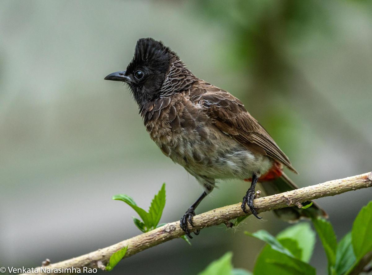 Image of Vertebrate, Bird, Beak, Sparrow etc.