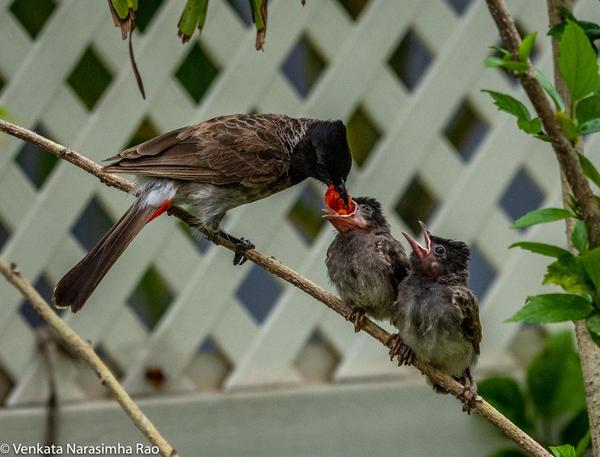 Image of Vertebrate, Bird, Beak, Finch etc.
