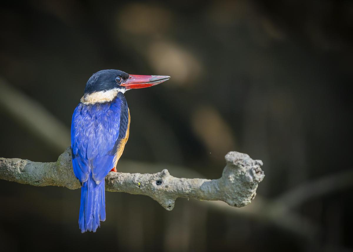 Image of Bird, Beak, Feather, Twig etc.