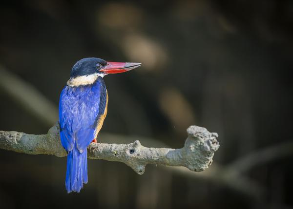 Image of Bird, Beak, Feather, Twig etc.