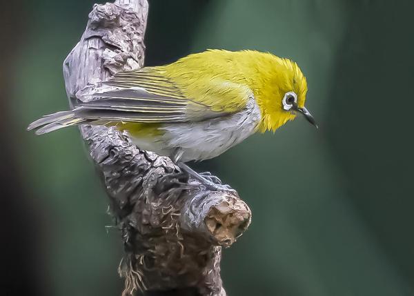 Image of Bird, Beak, Feather etc.