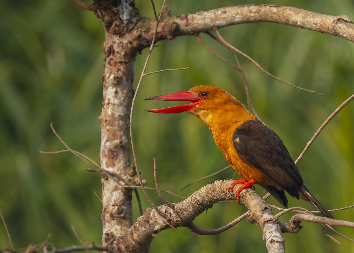 Image of Branch, Organism, Bird, Beak, Biome, Feather etc.