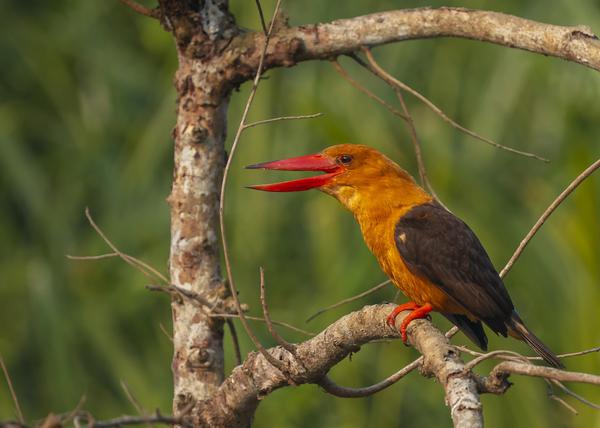 Image of Branch, Organism, Bird, Beak, Biome, Feather etc.