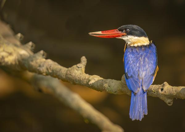 Image of Bird, Beak, Wood, Feather, Twig etc.