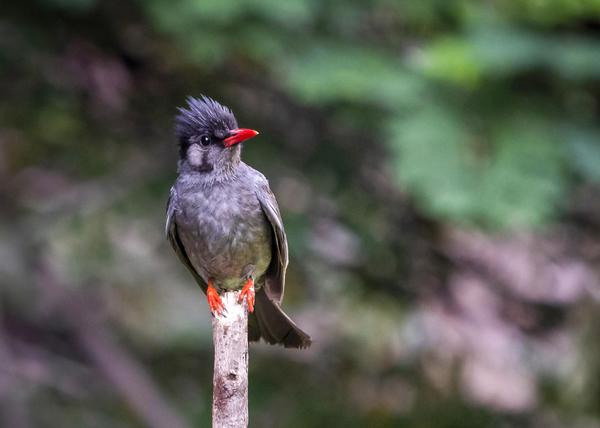 Image of Plant, Bird, Beak, Eye, Feather, Twig etc.