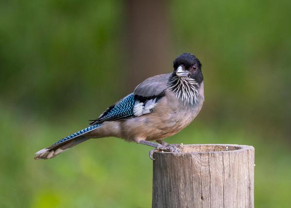 Image of Bird, Beak, Feather etc.