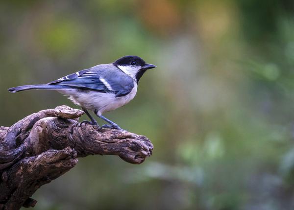 Image of Tree, Organism, Plant, Bird, Beak, Wood etc.