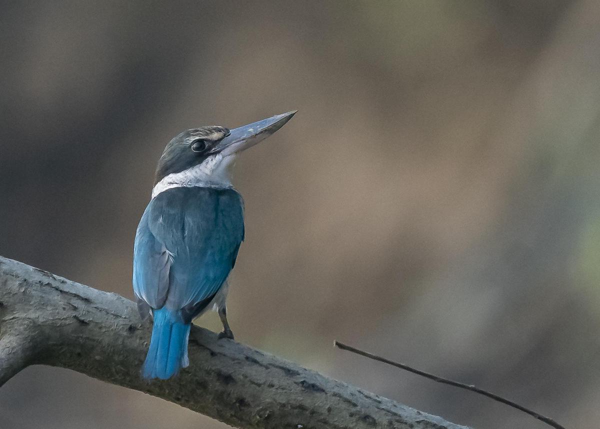 Image of Bird, Beak, Feather, Twig etc.