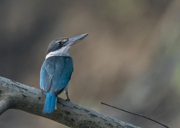 Image of Bird, Beak, Feather, Twig etc.