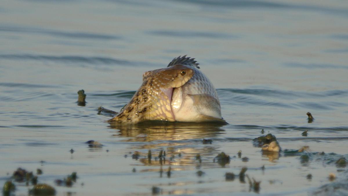 Image of Wildlife etc.