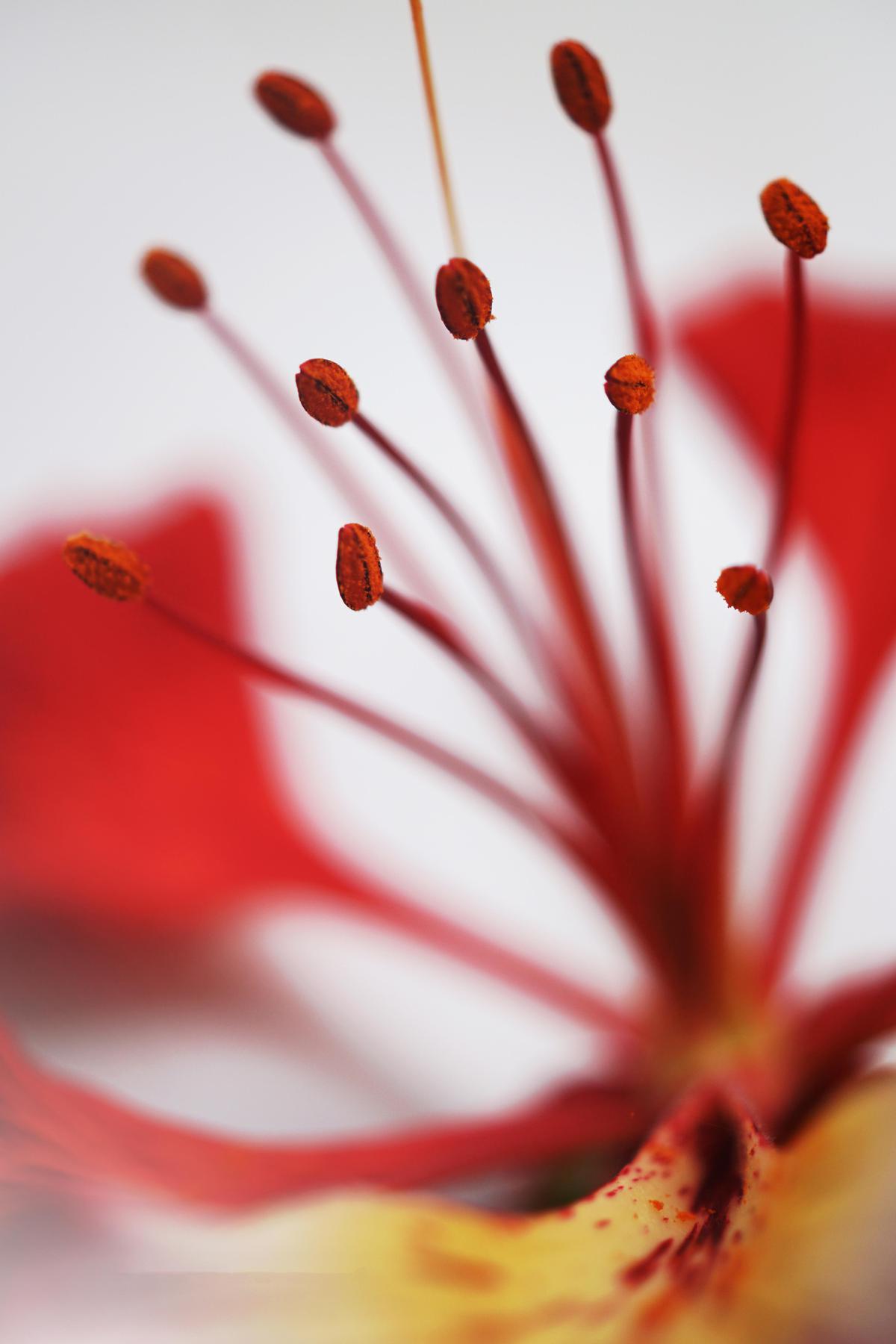 Image of Water, Close-up, Red, Macro photography, Plant, Flower etc.