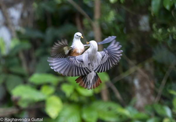 Image of Bird, Beak, Wing etc.