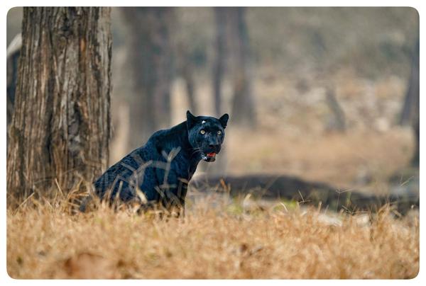 Image of Felidae, Plant, Grass, Carnivore, Dog breed etc.
